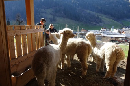 Besuch bei unseren Alpakas in Großarl