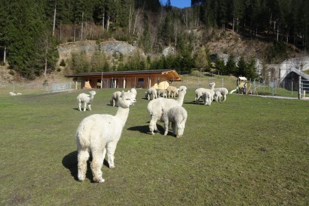 Besuch bei unseren Alpakas in Großarl