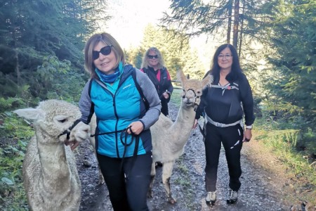 Geführte Wanderung mit unseren 4 flauschigen Alpakas