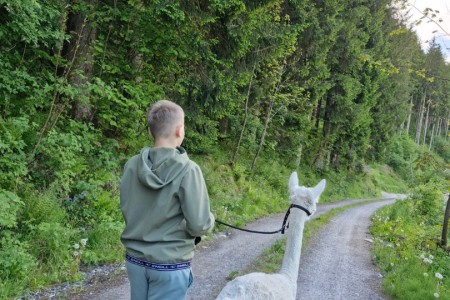 Alpaka Spaziergang mit Karin