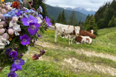 Geführte Wanderung im Ellmautal