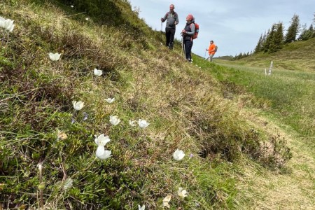 Geführte Wanderung im Ellmautal