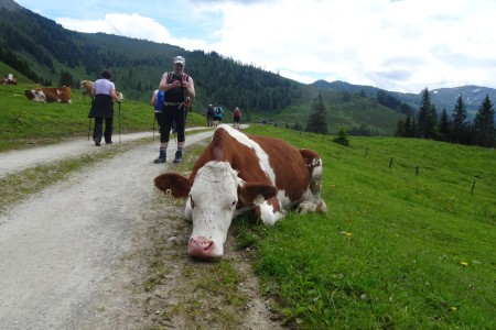 Private Wandertour mit Maria über die Unterwandalm - Karseggalm - Breitenebenalm