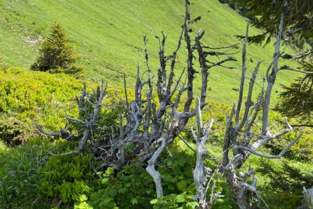 Gemeinsame Wanderung mit Toni sen.