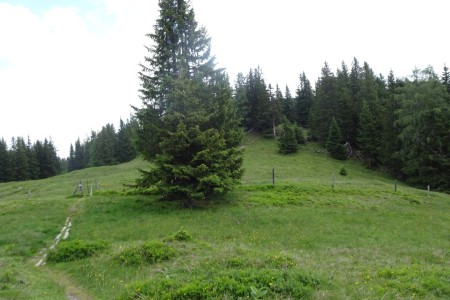 Geführte Wanderung mit Dominik zur Bichlalm - Remsteinkopf