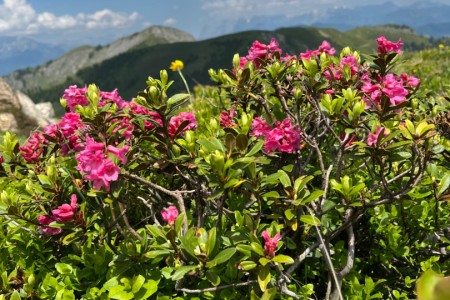 Bike & Hike Tour mit Toni 
Großwildalm - Penkkopf