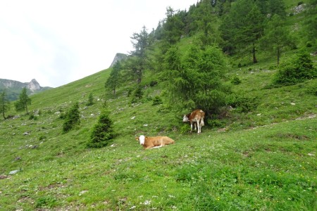 Wanderung mit Daniela zur Viehausalm