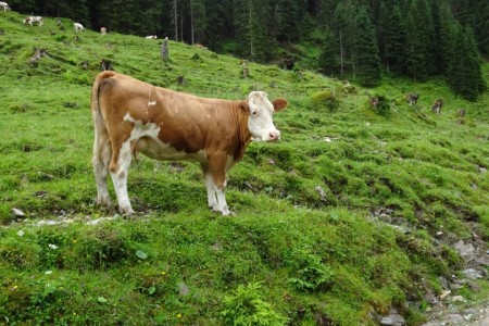 Wanderung mit Daniela zur Reitalm