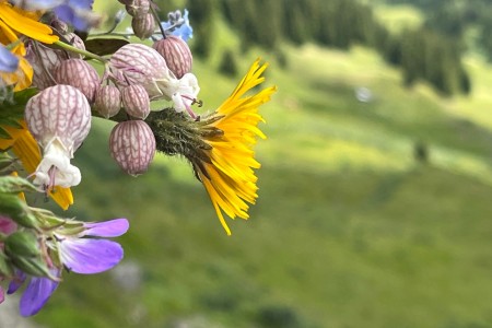 Wanderung mit Toni im Bereich der Bergbahn