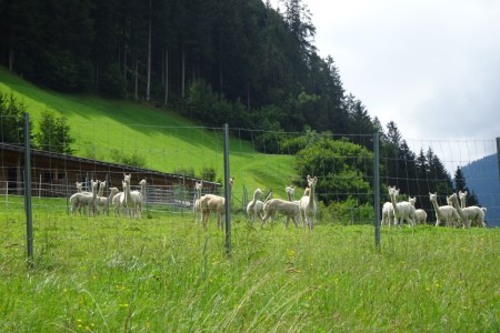 Familien Spaziergang inkl. Würstchen Grillen mit Dominik