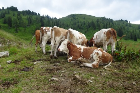 3 Almenwanderung mit Melanie zur Filzmoosalm, Loosbühelalm und Weißalm