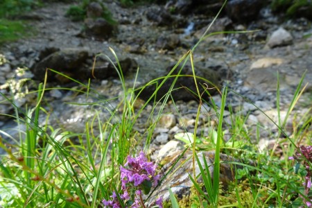 3 Almenwanderung mit Melanie zur Filzmoosalm, Loosbühelalm und Weißalm