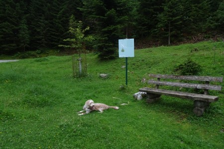 Geführte Wanderung mit Daniela zur Hirschgrubenalm