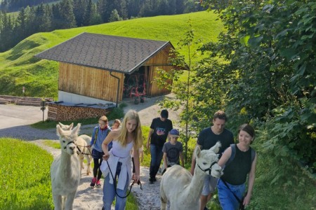 Alpakawanderung mit Karin