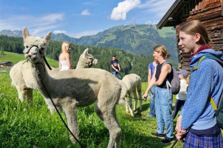 Alpakawanderung mit Karin