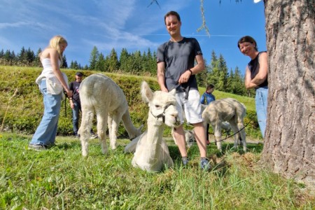 Alpakawanderung mit Karin