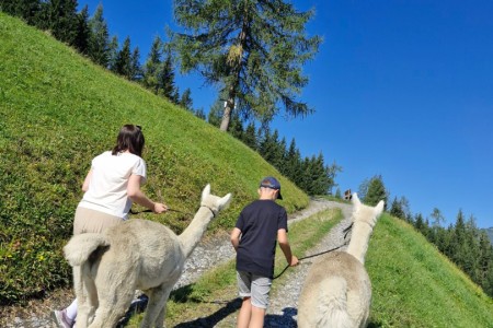 Alpakawanderung mit Karin