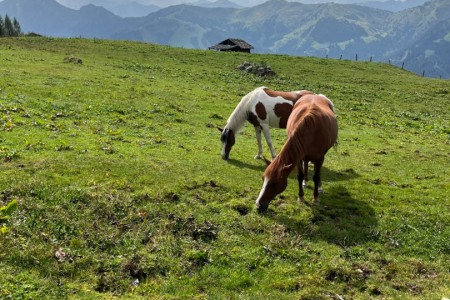 Wunderschöne Almwanderung mit Toni im Bereich der Saukaralm