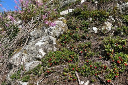 Wunderschöne Almwanderung mit Toni im Bereich der Saukaralm