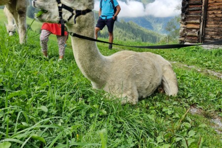 Alpakawanderung mit Karin