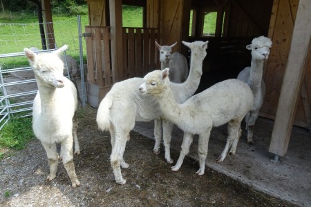 Familienspaziergang mit Dominik zu den Alpakas