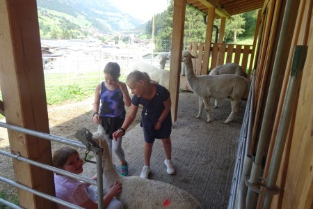 Familienspaziergang mit Dominik zu den Alpakas