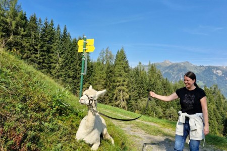 Alpakawanderung mit Karin