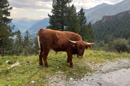 Geführte Tour mit Toni sen. im Stubachtal - Tauernmoos