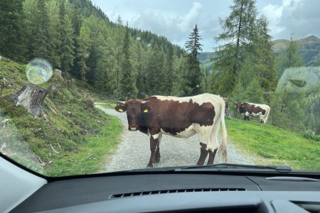 Gemütliche Almfahrt und Wanderung zur Draugsteinlacke