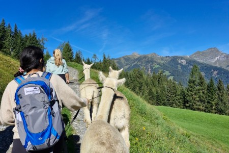 Alpakawanderung mit Karin