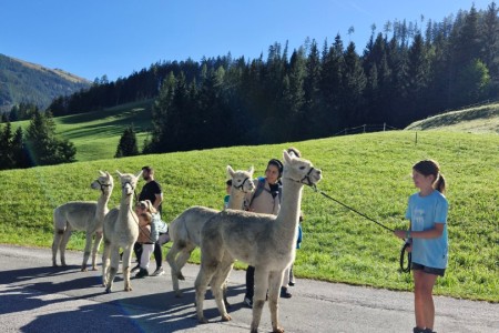 Alpakawanderung mit Karin