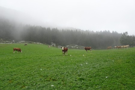 Geführte Wanderung mit Daniela zur Aigenalm-Paulhütte