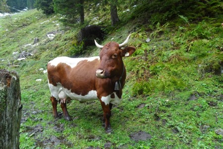 Almwanderung mit Melanie zur Hub Grundalm