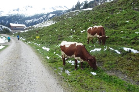 Almwanderung mit Melanie zur Hub Grundalm