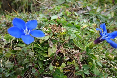 Almwanderung mit Maria Knapp zur Saukaralm