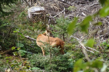 Wanderung mit Daniela zur Unterwandalm