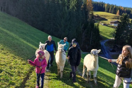 Alpakawanderung mit Karin