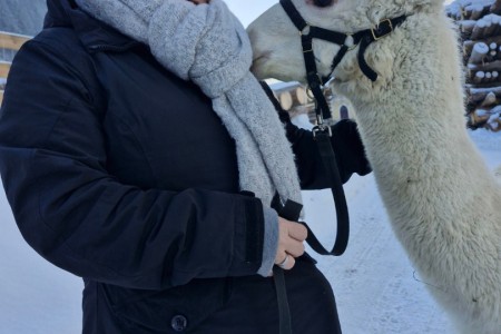 Alpaka Spaziergang mit Karin