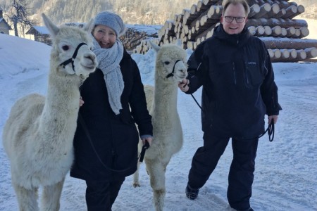 Alpaka Spaziergang mit Karin