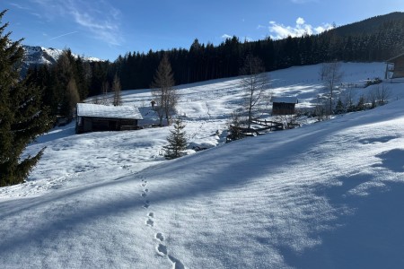 Ganz gemütliche Schneeschuhwanderung mit Toni im Bereich Finsterwald