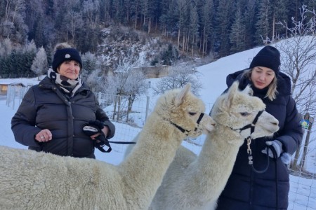 Alpaka Spaziergang mit Karin