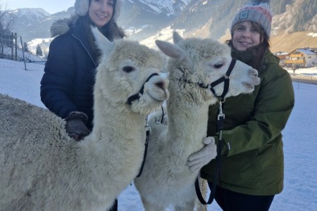 Alpaka Spaziergang mit Karin