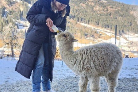 Alpaka Spaziergang mit Karin