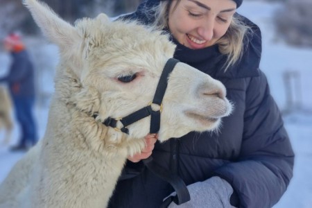 Alpaka Spaziergang mit Karin