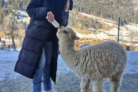 Alpaka Spaziergang mit Karin