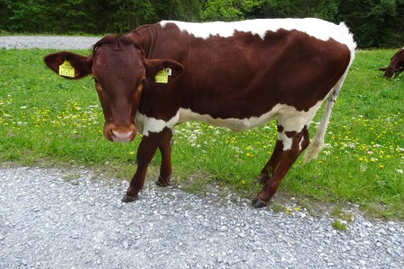 Wanderung mit Maria zur Aigenalm