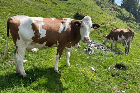Wanderung mit Toni sen. zur Karseggalm-Breitenebenalm
