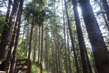 Wanderung mit Dominik zur Gerstreitalm