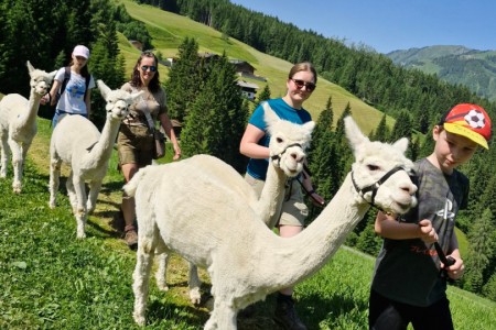 Alpakawandern mit Karin