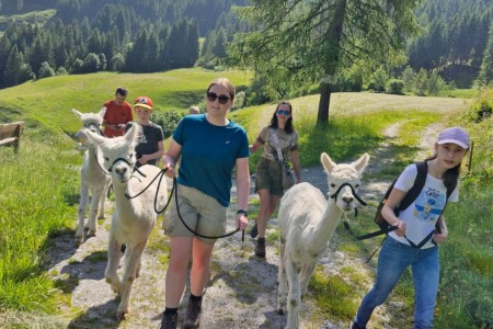 Alpakawandern mit Karin